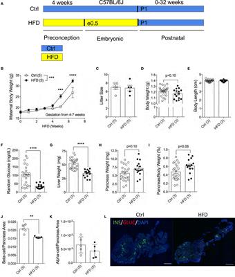 Maternal High-Fat Diet During Pre-Conception and Gestation Predisposes Adult Female Offspring to Metabolic Dysfunction in Mice